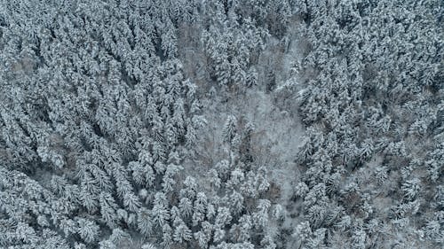 Imagine de stoc gratuită din arbori, codru, frig