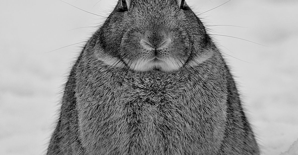 Winter Rabbids Rabbit in Winter · Free Stock Photo