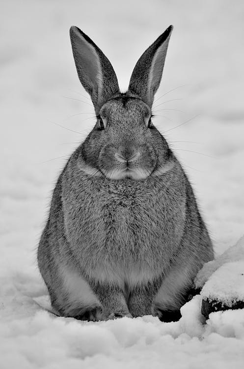 Rabbit in Winter · Free Stock Photo