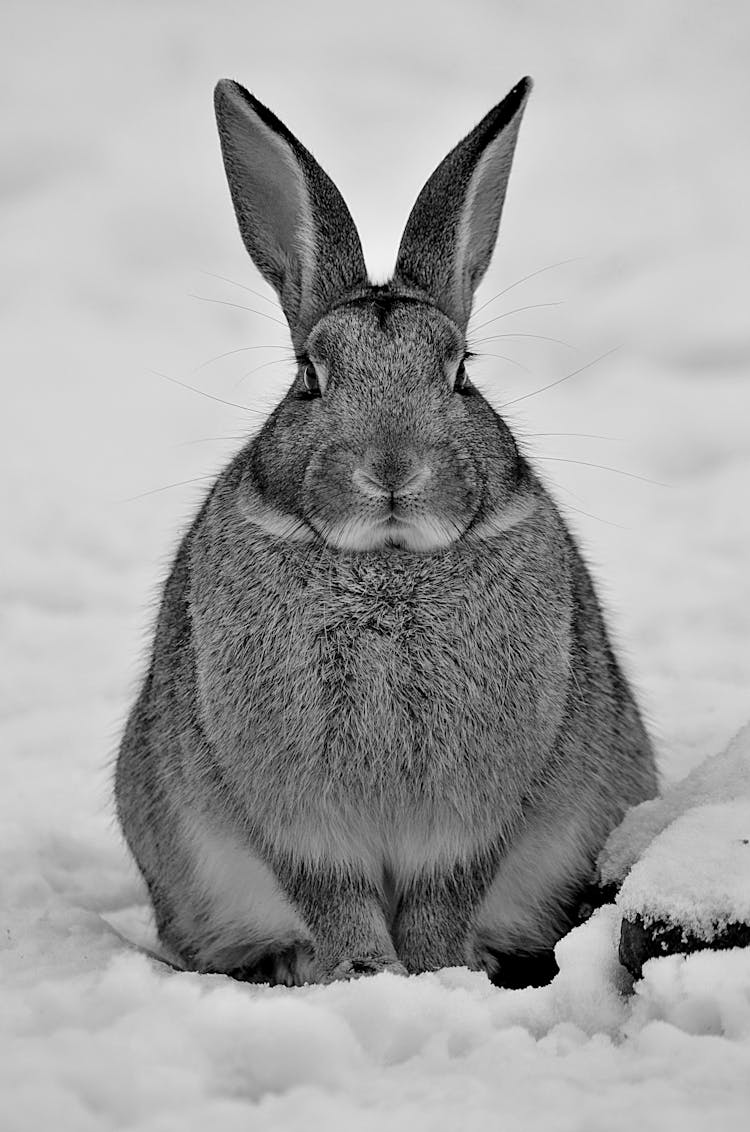 Rabbit In Winter