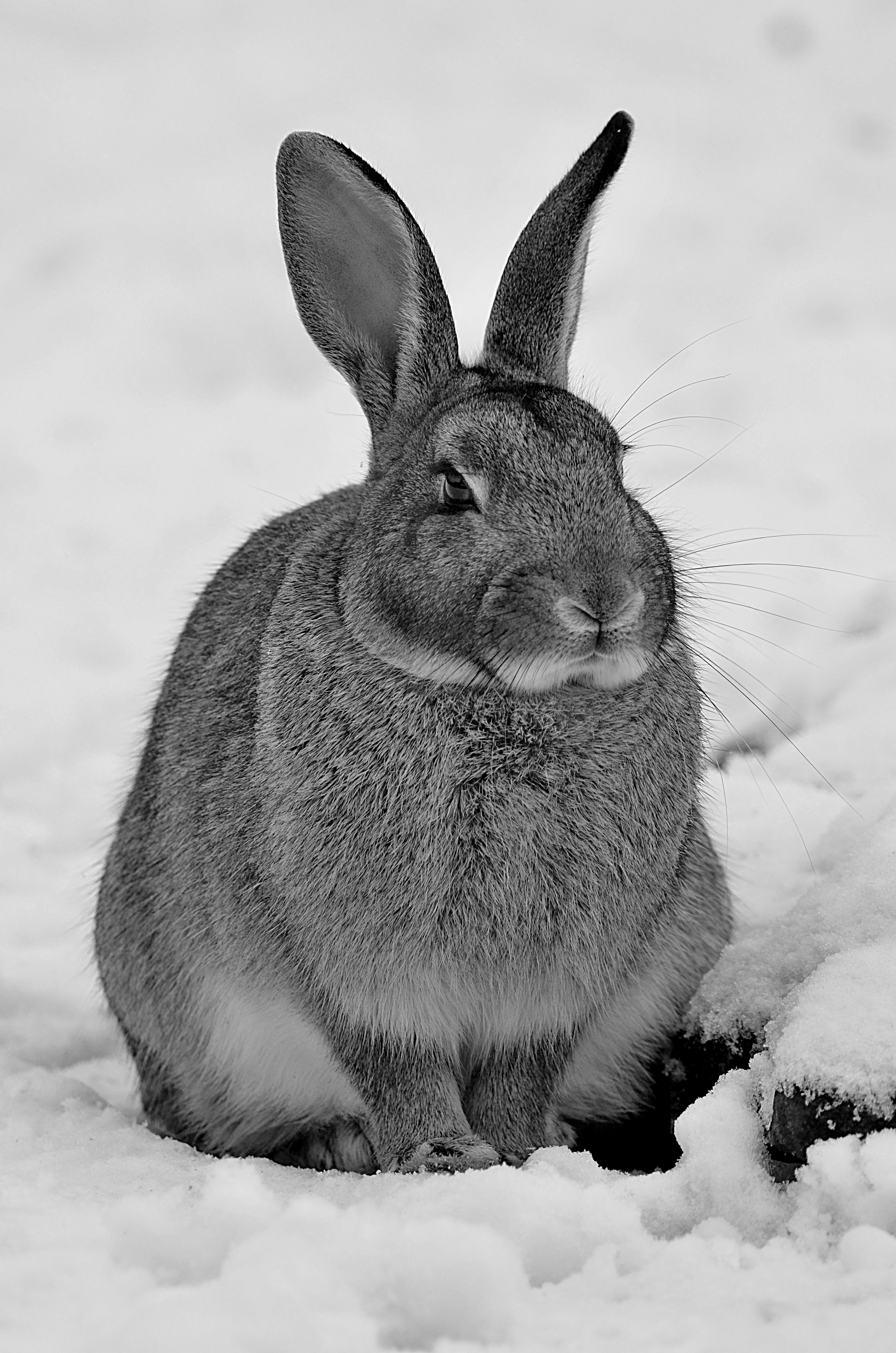 portrait of a hare in winter