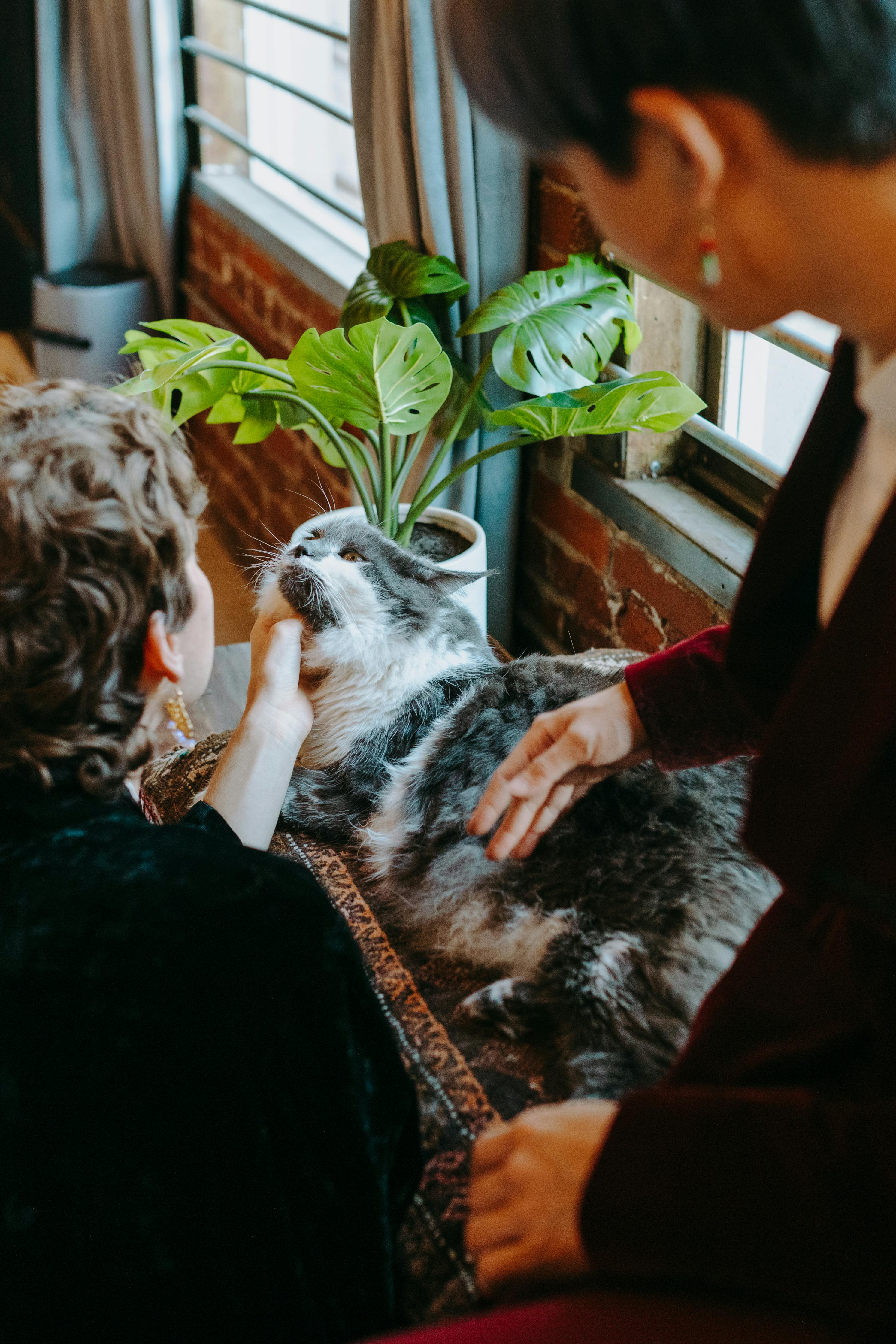 person holding silver tabby cat