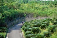 A Person Walking on a Narrow Road