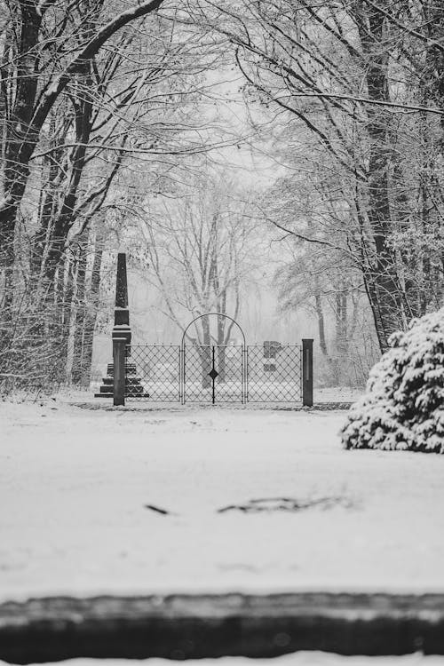 Snowy street with entrance of park with tall leafless trees in winter gloomy day