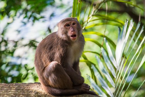 Free A Formosan Rock Macaque sits on a tree in lush greenery, Taipei Zoo. Stock Photo