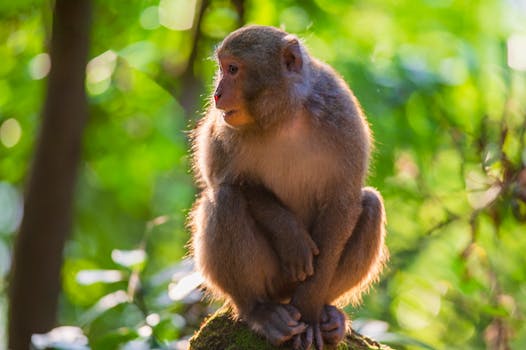Captured macaque monkey sitting peacefully in lush Taipei forest, Taiwan.