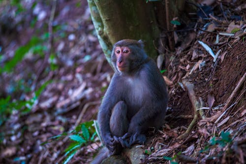 Free Photograph of a Macaque Monkey Near a Tree Stock Photo