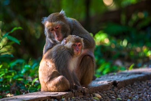 Close-Up Photograph of Macaque Monkeys