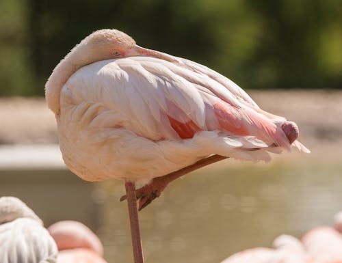 Free A Flamingo Curled on One Leg Stock Photo