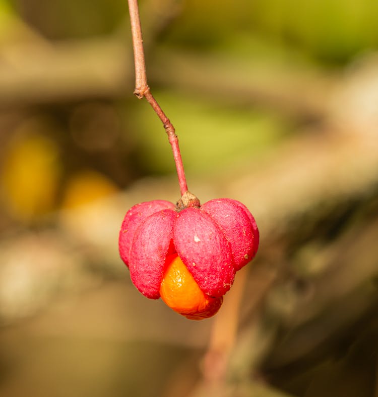 Close-up Shot Of A Spindle Flower