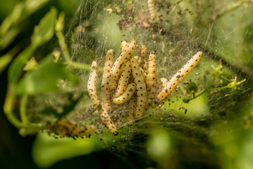 Small Caterpillars in a Nest 