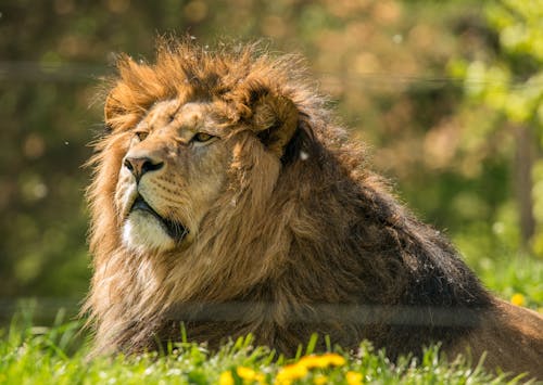 Free A Lion Resting on Grass Stock Photo