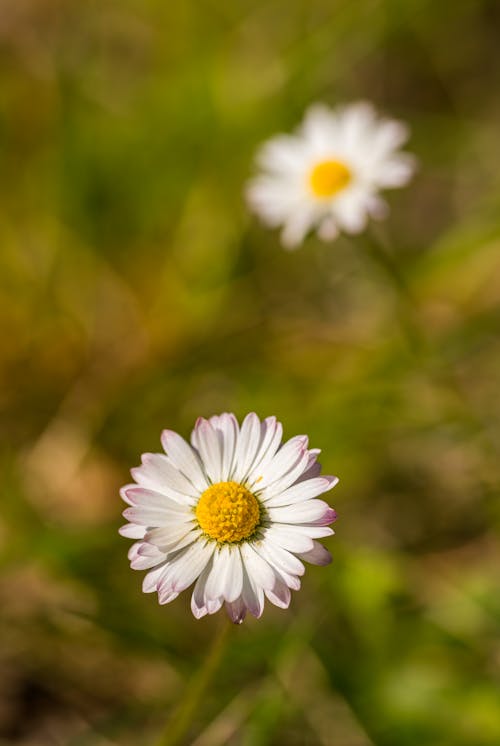 Close-Up Photo of a Daisy Flower with White Petals