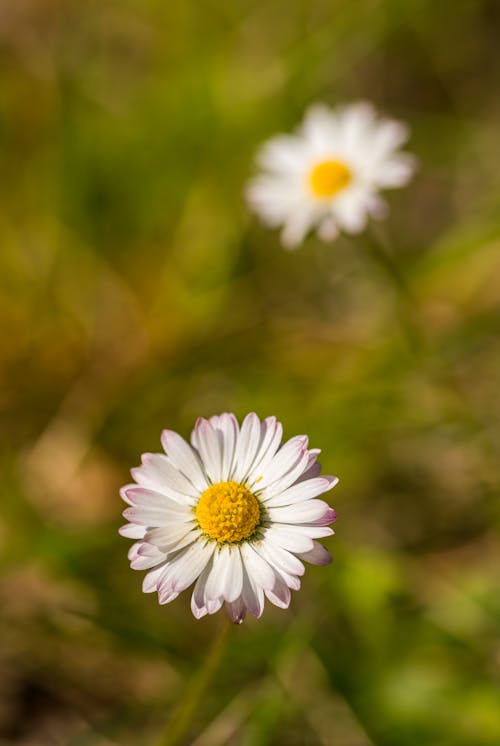 Gratis stockfoto met bloeien, bloem, bloemblaadjes