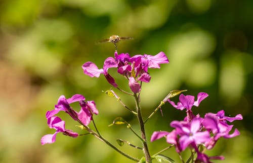 Foto d'estoc gratuïta de colibrí, enfocament selectiu, flora