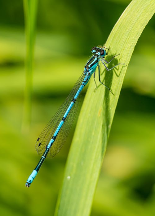 Photos gratuites de ailes, demoiselle, entomologie