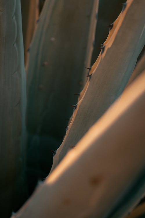 Close-Up Photograph of Cactus Leaves with Spines