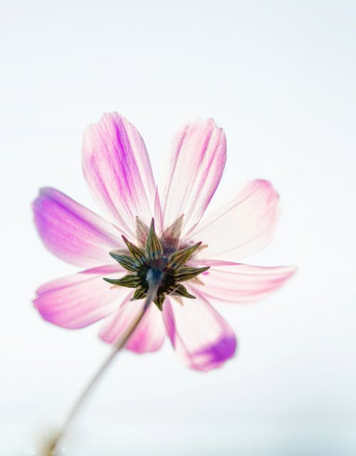 Gratis arkivbilde med blomst, blomsterblad, blomstre