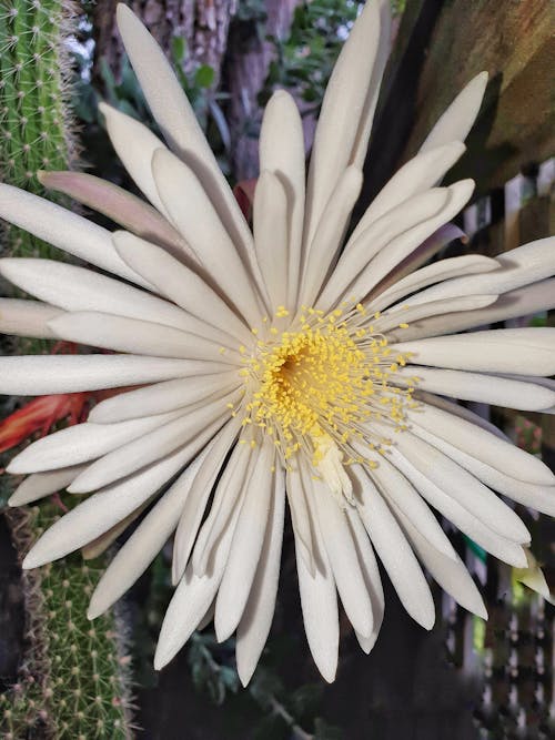 Gratis lagerfoto af blomstrende kaktus, hvid blomst, kaktusblomst