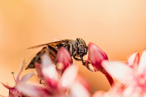 Gratis arkivbilde med bie, blomster, entomologi