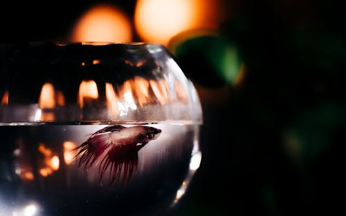 Free Fish on a Fish Tank  Stock Photo