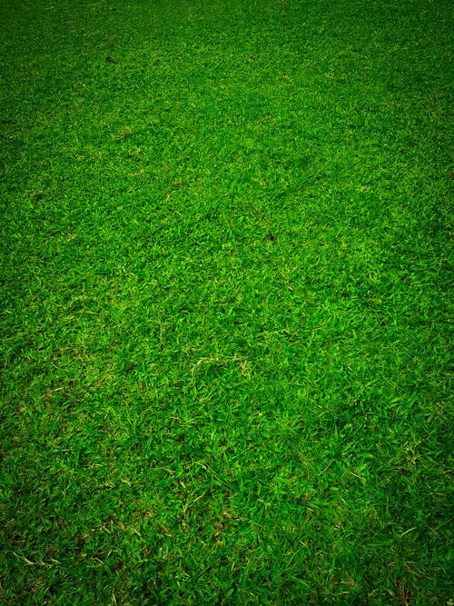 Free stock photo of beautiful nature, dark green leaves, grass