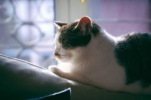 Side view of cute fluffy cat sitting on soft sofa cushion with closed eyes while resting at home in sunlight