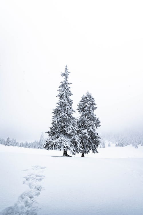 Immagine gratuita di bianco e nero, cielo bianco, conifere