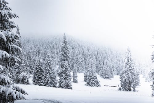 Immagine gratuita di bianco e nero, boschi, cielo bianco