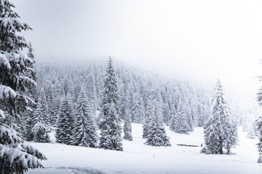 A tranquil winter scene featuring snow-laden pine trees under a white sky, conveying peaceful stillness.