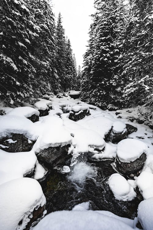 Winter Forest with Stones in a Stream under Snow
