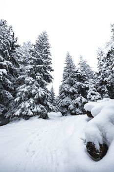 A serene winter landscape featuring snow-covered pine trees in a tranquil forest setting.