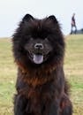 Photo of a Black and Brown Chow Chow Dog