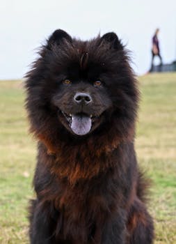 Chow Chow image image_5