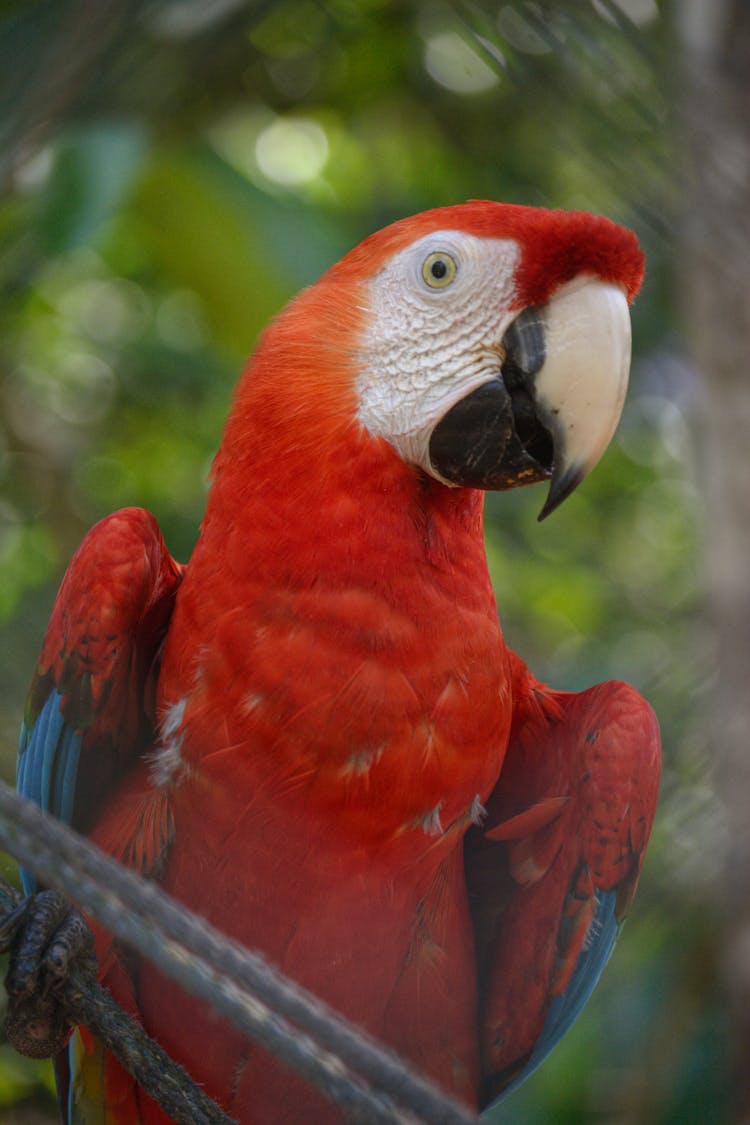 A Red Parrot In Close-up Shot