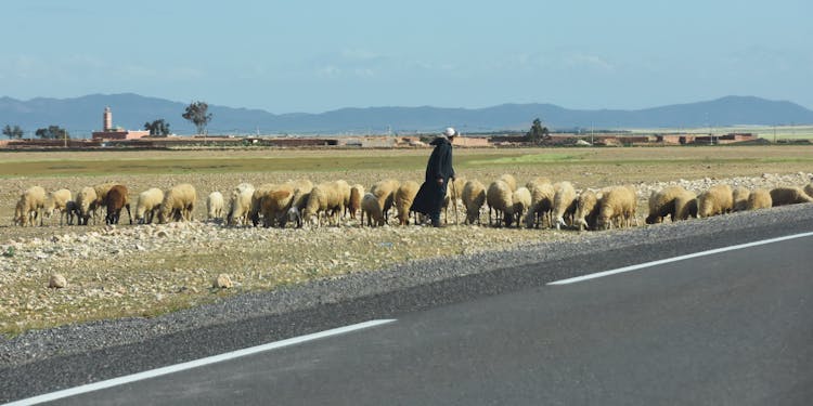 Man Herding Sheep By A Road 