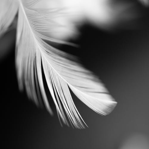 Macro Shot of a White Feather