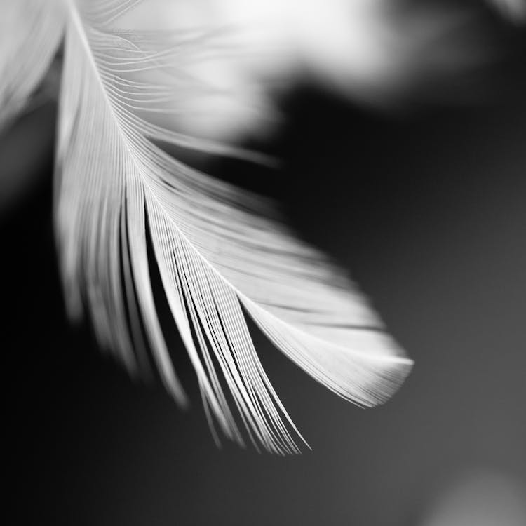 Macro Shot Of A White Feather