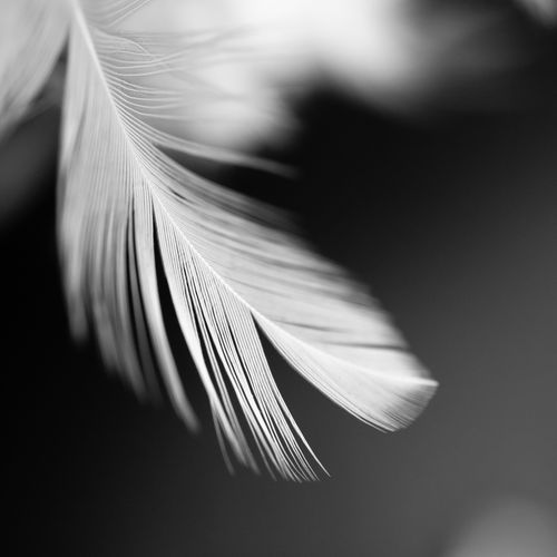 Free Black and white macro photograph showing the intricate details of a feather. Stock Photo
