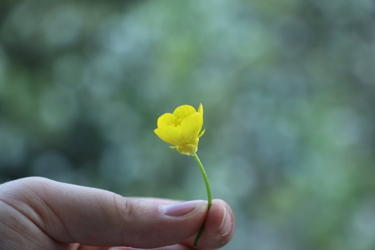 Glass jars of sauerkraut and pickled vegetables on a wooden board