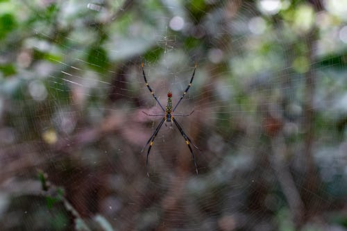 Immagine gratuita di aracnide, fauna selvatica, focus selettivo