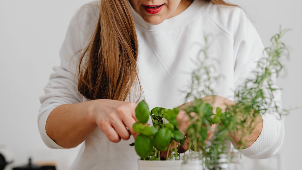Les meilleures pratiques pour un jardin urbain productif en 2026