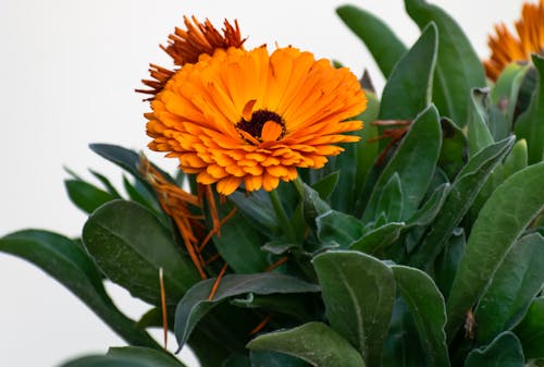 Fotos de stock gratuitas de belleza en la naturaleza, de cerca, flor