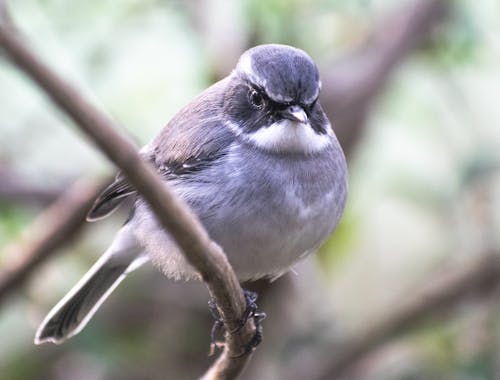 A Passerine Bird in Close-up Photography