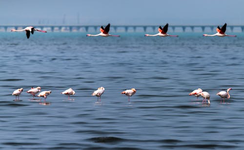 Flamingos Flying Over Water