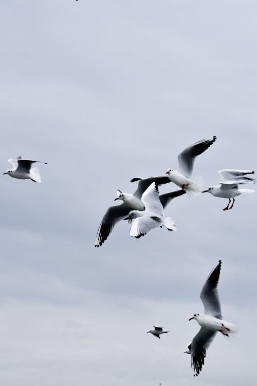 Free Flock of seagulls flying gracefully in the cloudy skies of Istanbul, symbolizing freedom and nature. Stock Photo