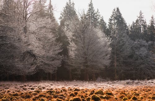 Trees in the Forest during Winter
