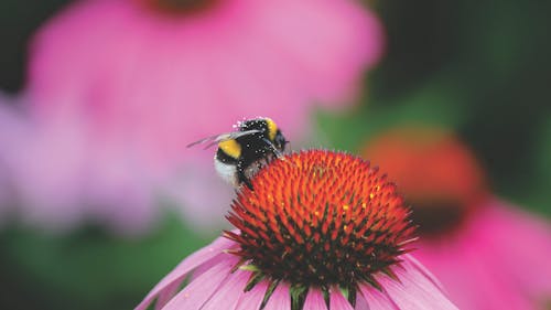 Kostnadsfri bild av bi, blomma, fjäder