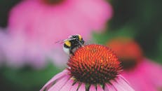 春天，一只大黄蜂正在圆锥花上采集花粉的特写