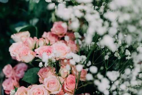 Free Close-up of pink roses intertwined with baby's breath, capturing the gentle beauty of floral arrangements. Stock Photo